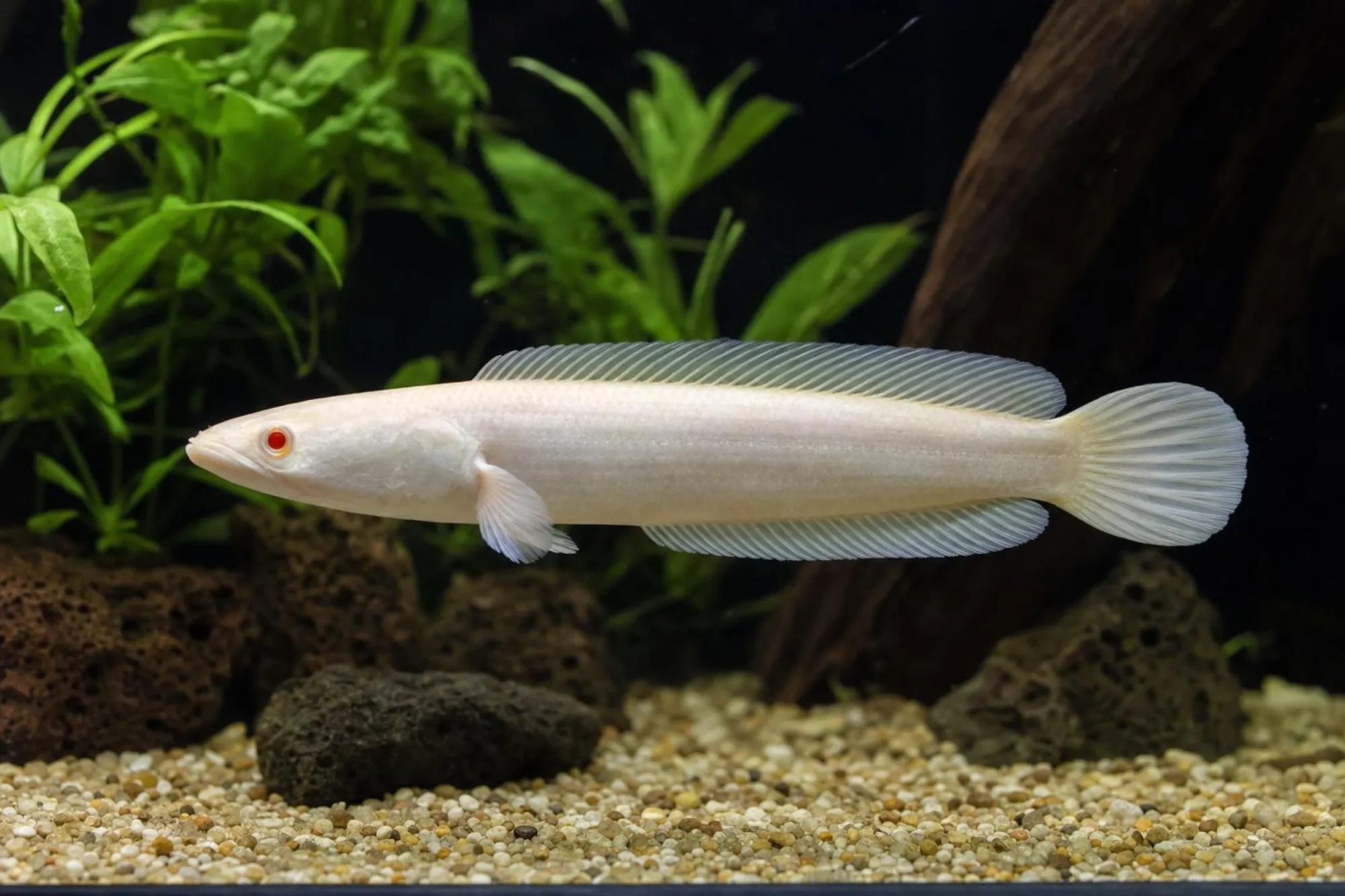 Gestreifter Schlangenkopffisch „Albino“, Channa striata