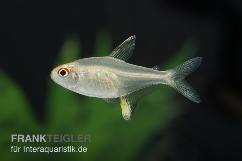 Zitronensalmler, Hyphessobrycon pulchripinnis