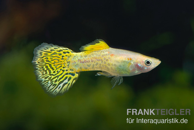 Guppy Cobra golden, Poecilia reticulata