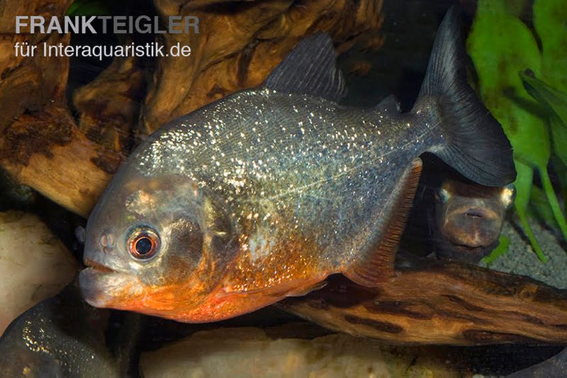 Roter Piranha, Serrasalmus nattereri