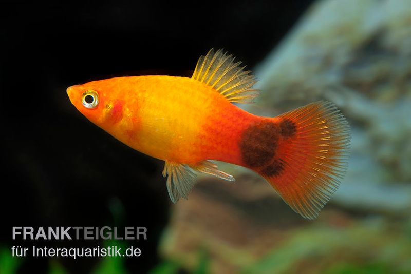 Sunset Mickey Mouse Platy, Xiphophorus maculatus