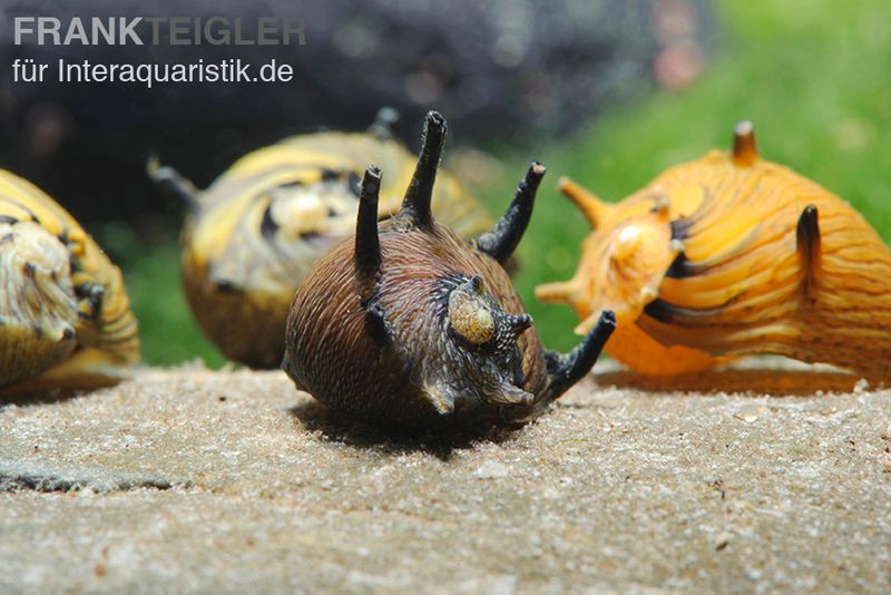 Sun-Snail, Kronenschnecke, Clithon subgranosus