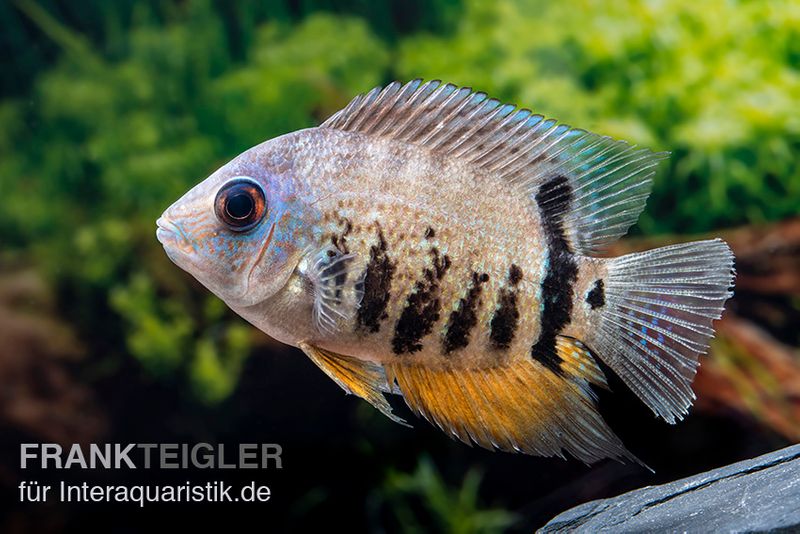 Streifen-Augenfleckbuntbarsch, Heros notatus