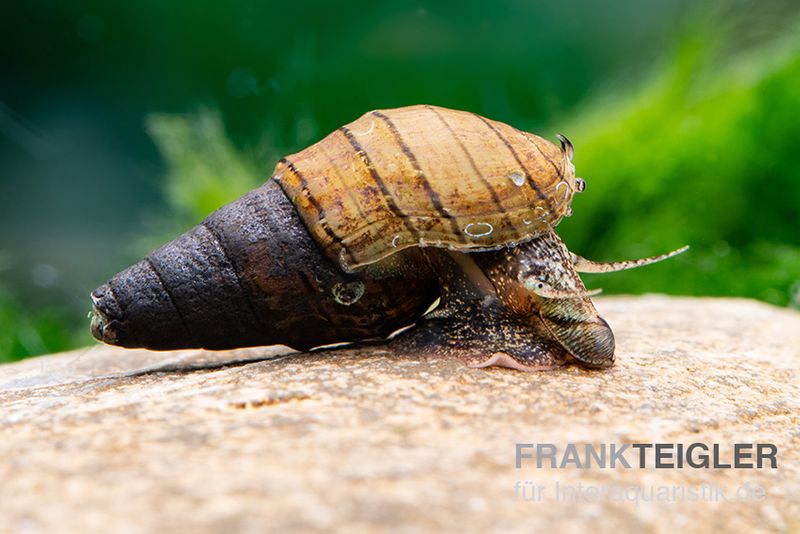 Rotfuß-Turmdeckelschnecke, Tarebia lineata (Spiky-Turmdeckelschnecke)