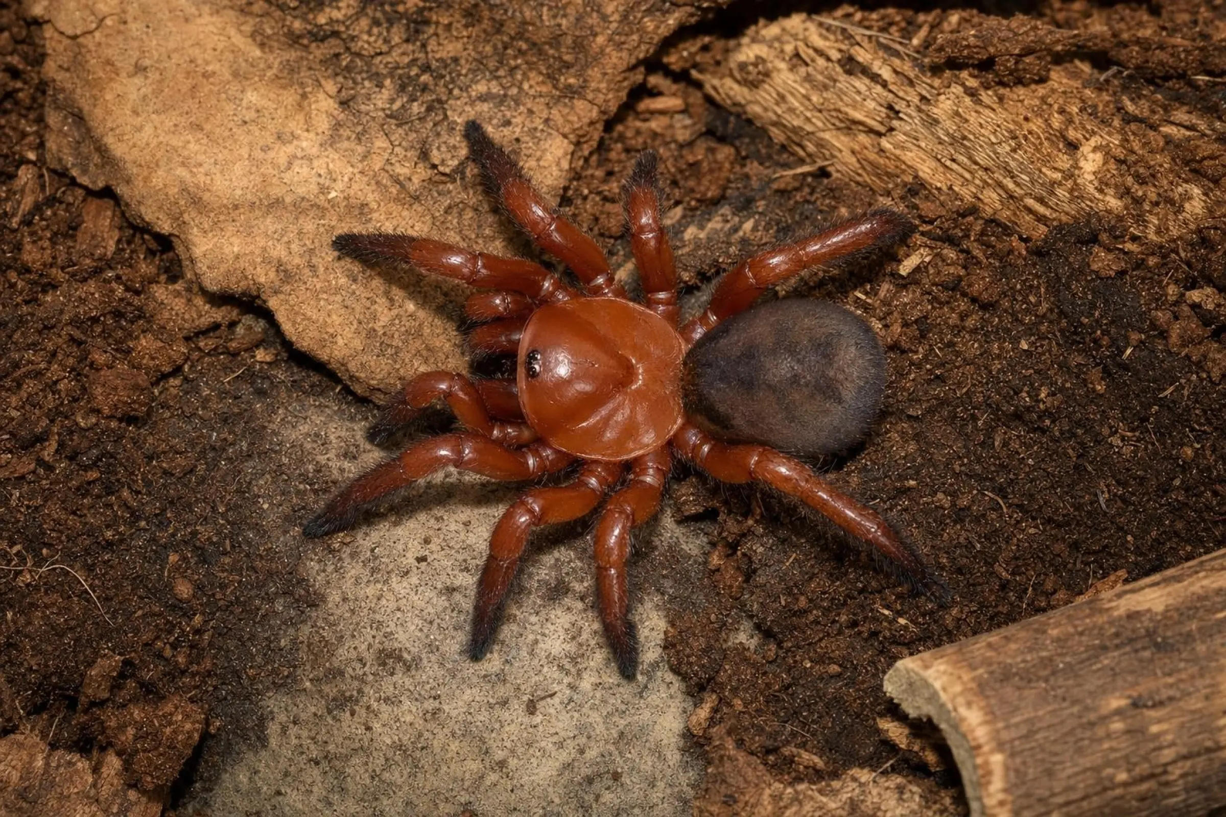 Asiatische Falltürspinne, Latouchia sp.