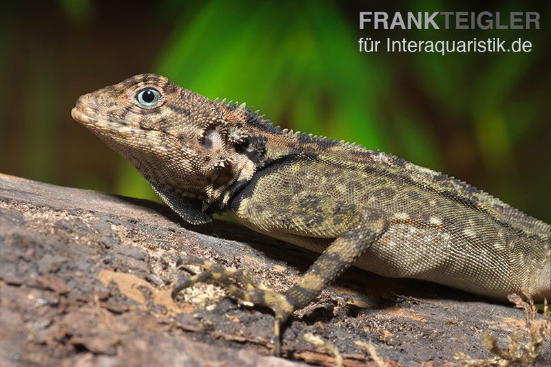 Grüner Wasserleguan, Plica plica