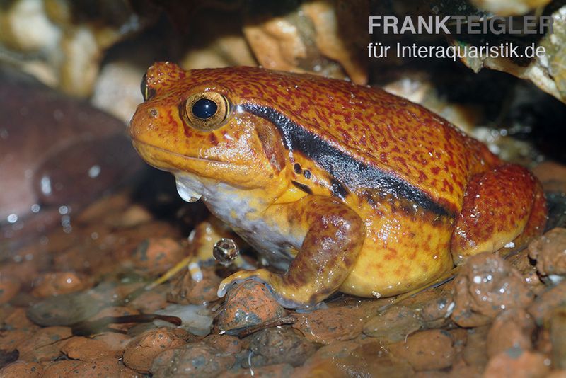 Südlicher Tomatenfrosch ,Dyscophus guineti