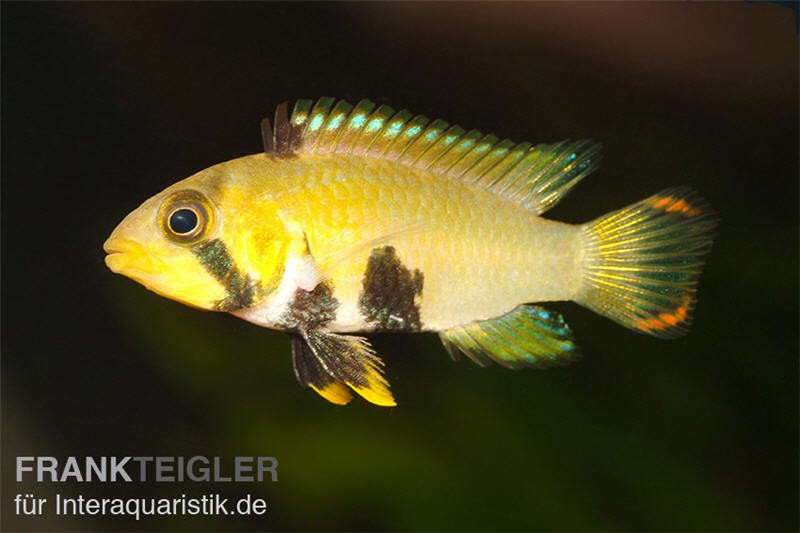 Panda-Zwergbuntbarsch, Apistogramma nijsseni, paarweise