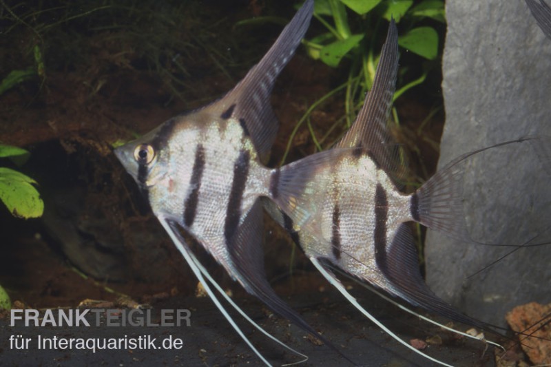 Peru-Altum-Skalar, Pterophyllum cf. scalare peruensis