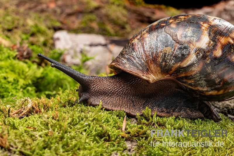 Samt-Achatschnecke, Archachatina marginata suturalis "Ikom"