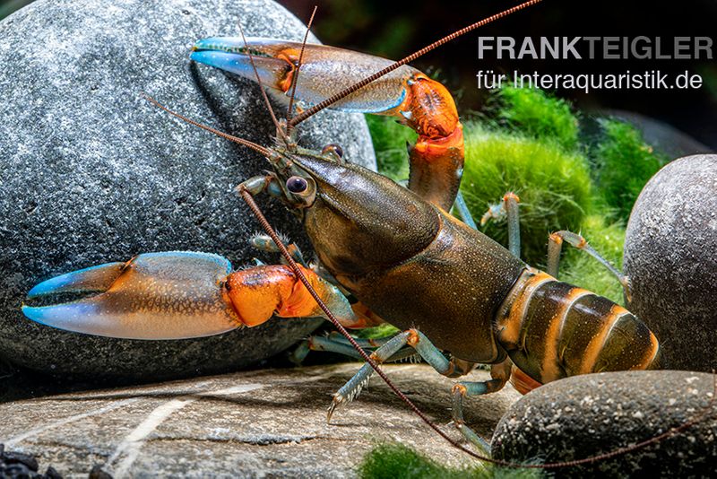 "Blue Claw" Tigerkrebs, Cherax peknyi var. "Blue Claw", Zufällig ausgewählt