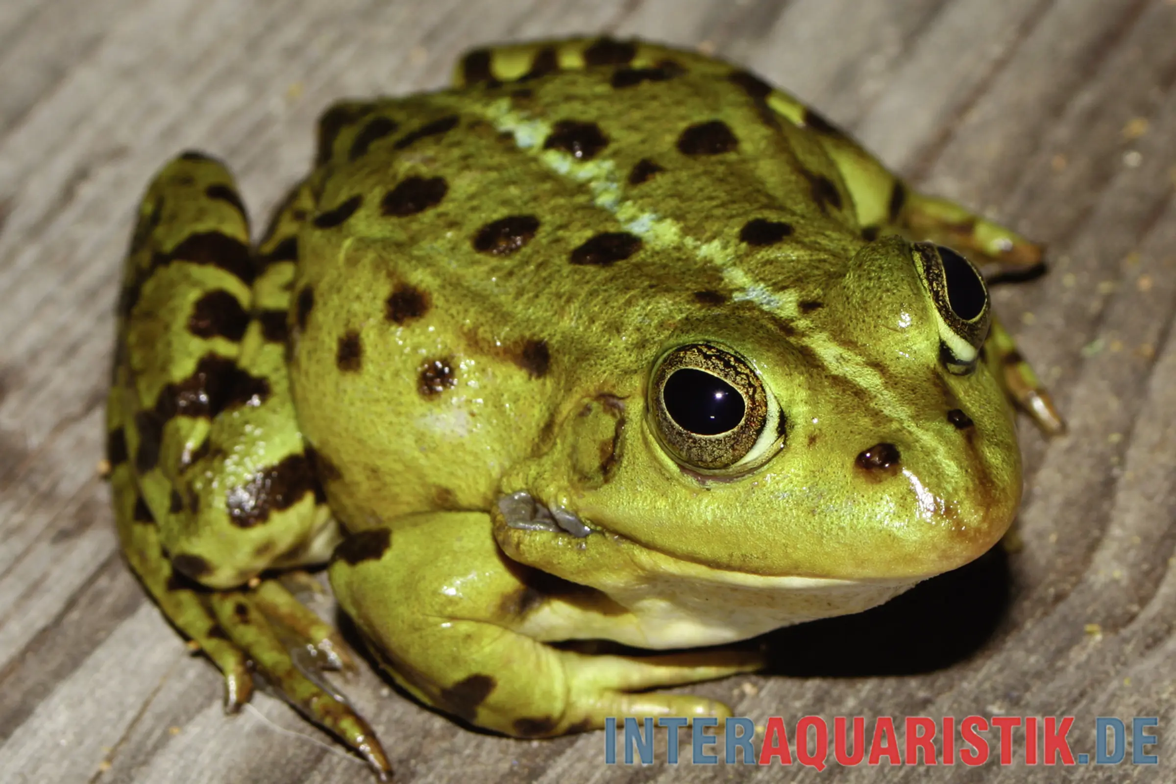 Nahaufnahme des Kleinen Wasserfroschs (Pelophylax lessonae) mit markanten dunklen Flecken, grün-gelblicher Körper und gut sichtbarem Auge – Produktbild für Kleiner Wasserfrosch, auch Rana lessonae / Pool Frog