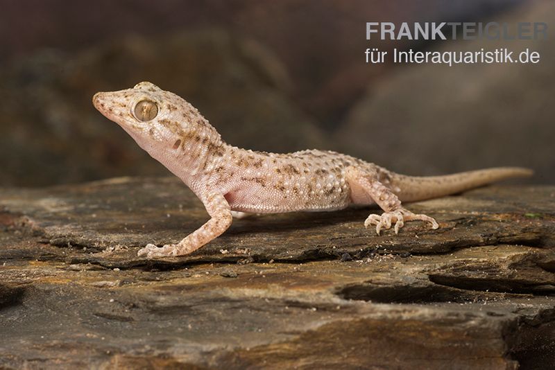 Krokodilgecko, Cyrtopodion scabrum