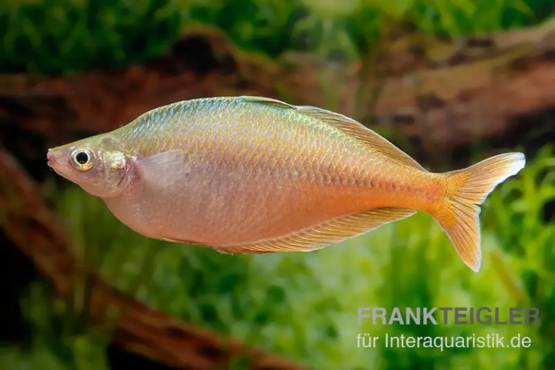 Blehers-Regenbogenfisch, Chilatherina bleheri, 4-5 cm