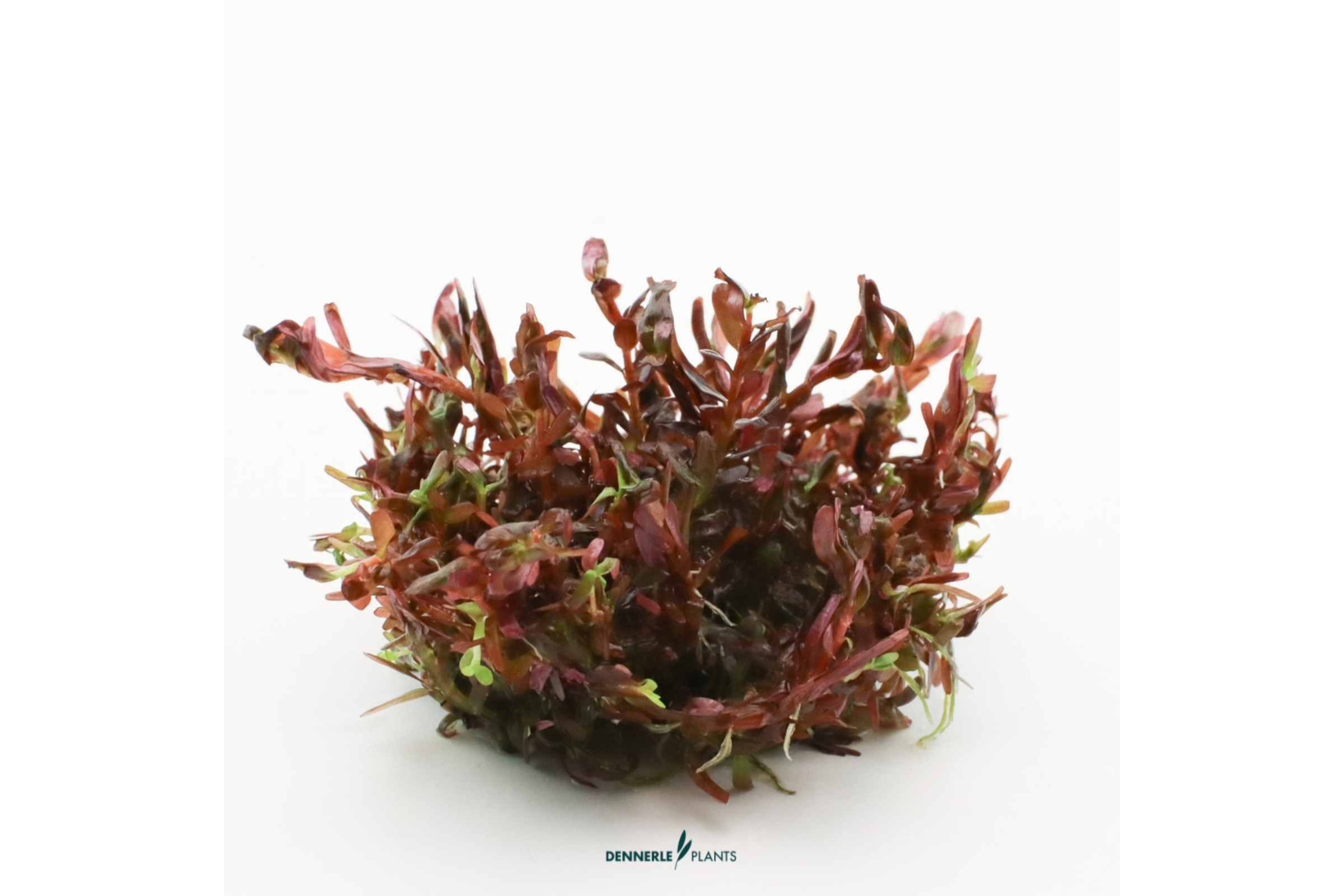 Blutrote Rotala, Rotala rotundifolia "Blood Red", Topf