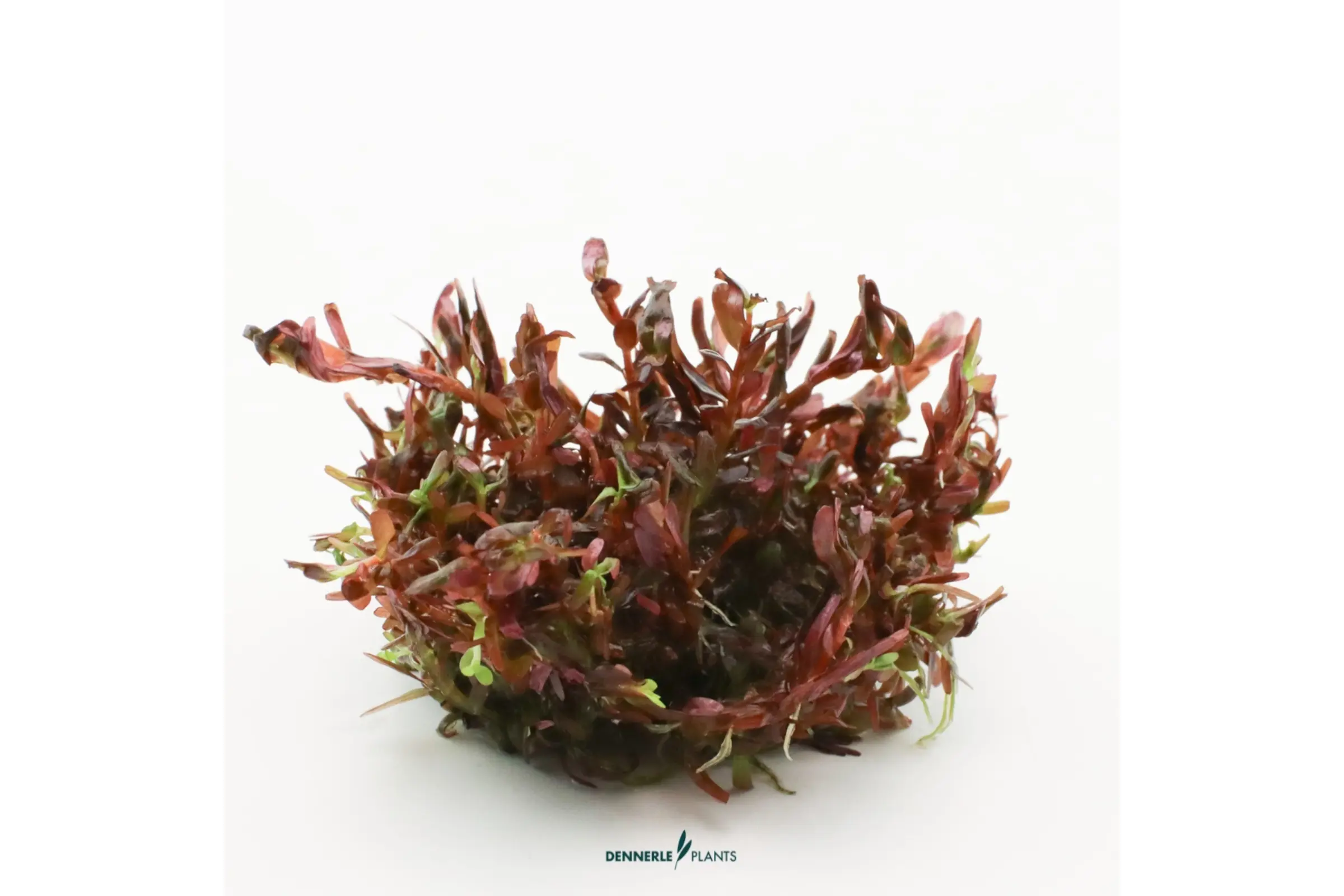Blutrote Rotala, Rotala rotundifolia "Blood Red", In Vitro