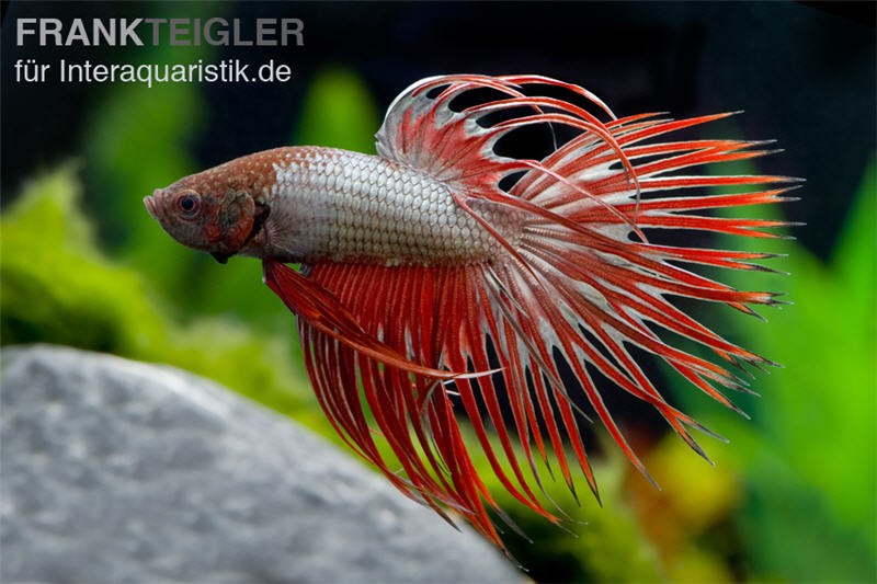 Crown Tail Kampffisch Red Dragon, Männchen, Betta splendens