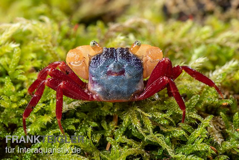 Weißhand-Mandarinenkrabbe, Geosesarma cf. notophorum, Zufällig ausgewählt