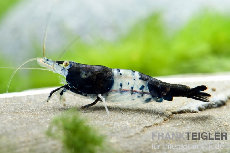 Carbon Rili Shrimp, Neocaridina davidi