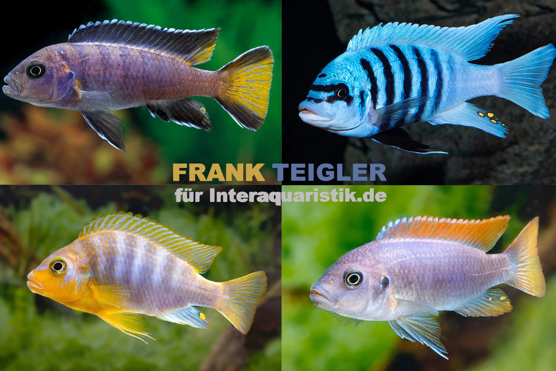 Malawi-Buntbarsche Collage, 4 Fische Vier farbige Malawibuntbarsche vor Aquariumhintergrund