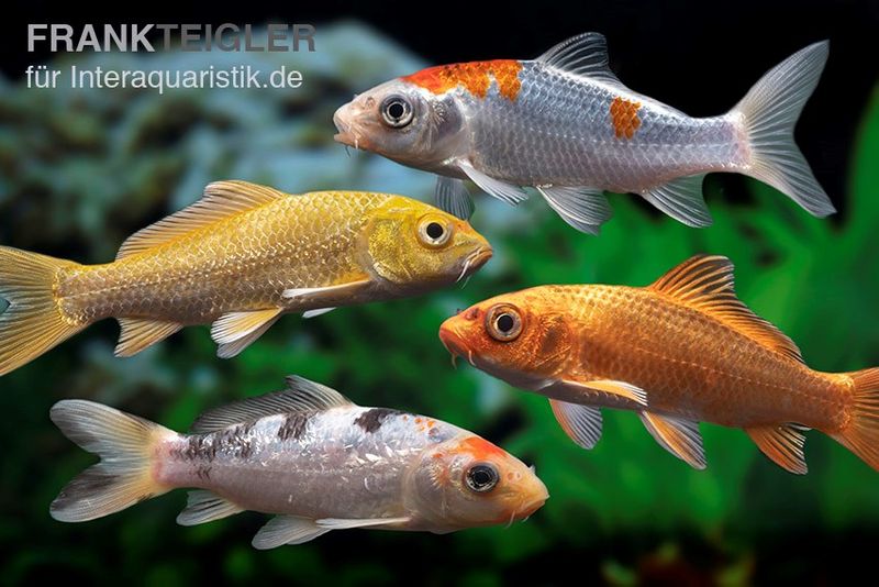 Koi Farbmix Israel, Cyprinus carpio, 12-14 cm