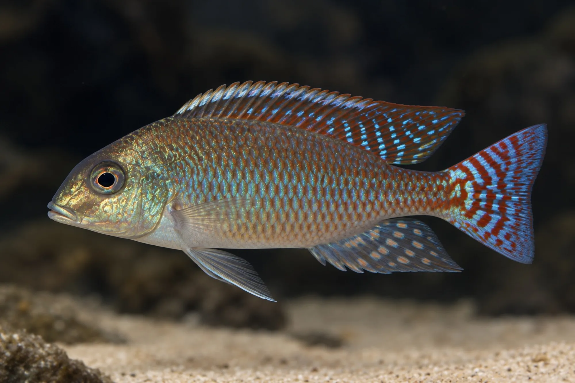 Sandbuntbarsch „Red Matema“, Lethrinops marginatus