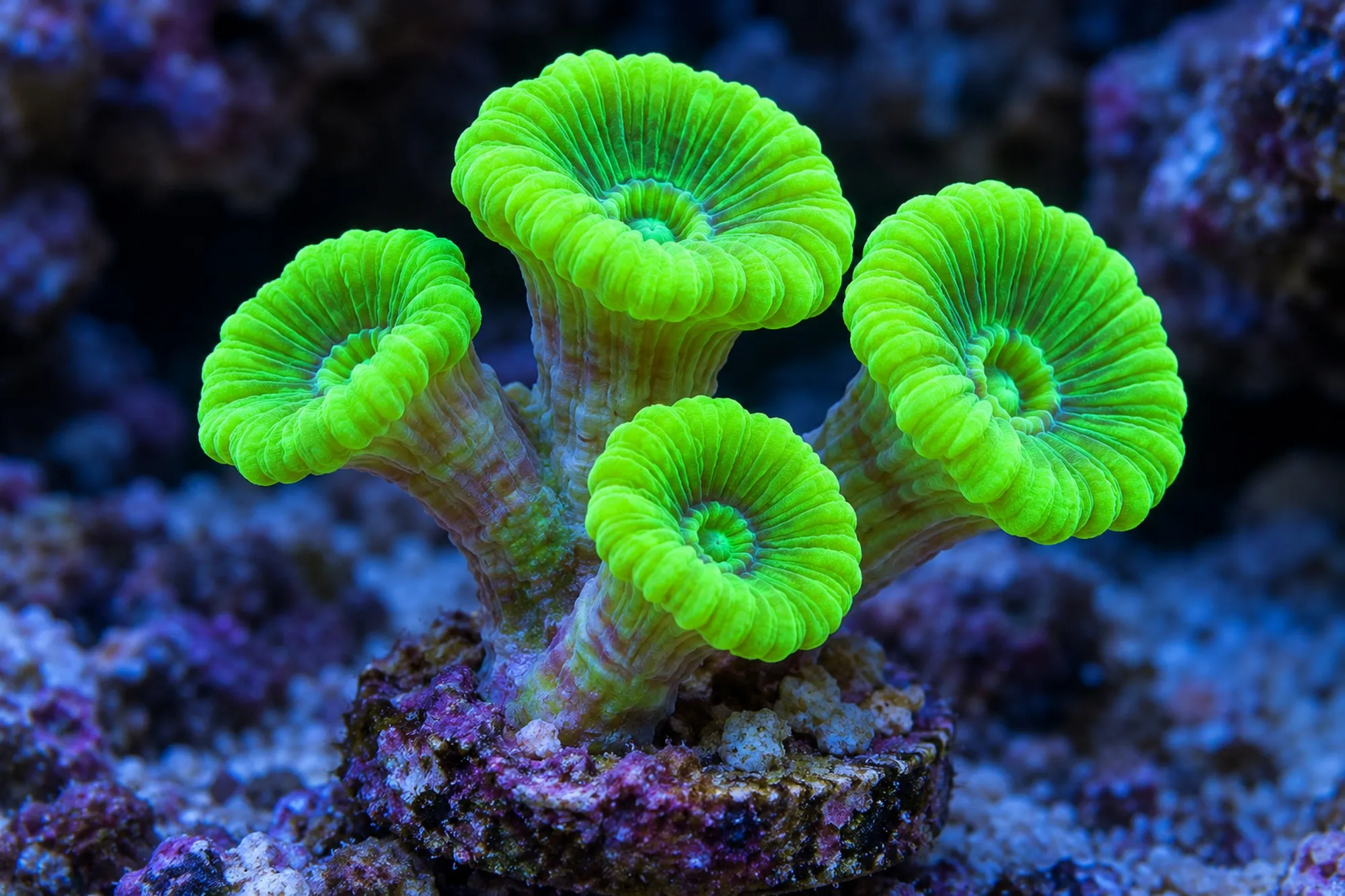 Trompetenkoralle „Neongrün“ (Nachzucht), Caulastraea furcata, Größe S–M