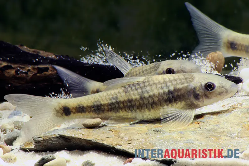 Rotschwanzgarra, Garra spilota, 4-6 cm