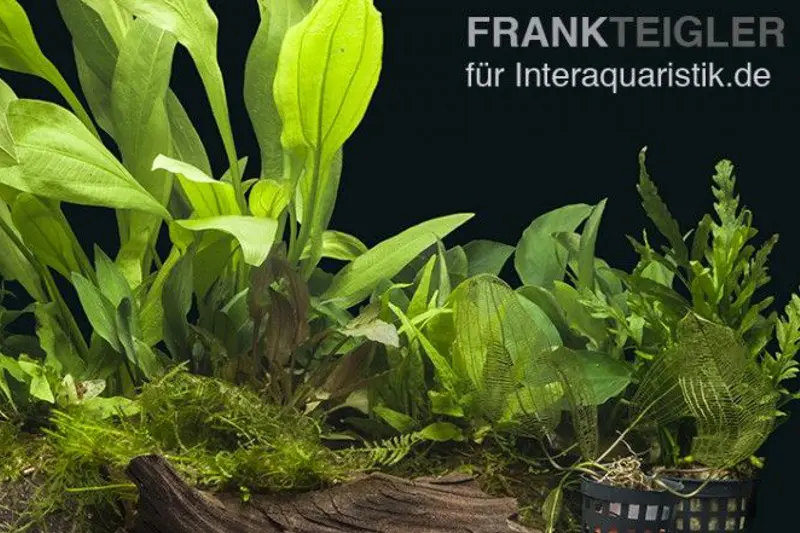 Aquarienpflanzen-Sortiment "Buntbarsch" 100-120 cm Aquarium, Aquarienpflanzen-Set