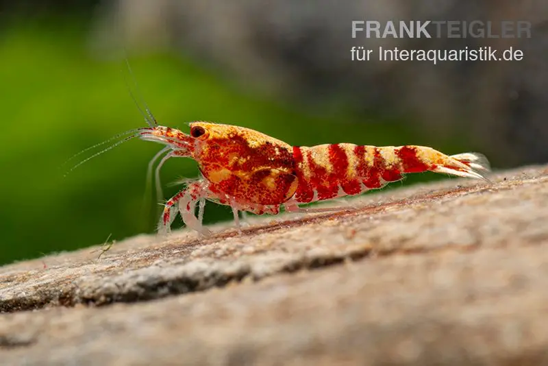 Red Galaxy Garnele Mix, Caridina spec. "Red Galaxy"