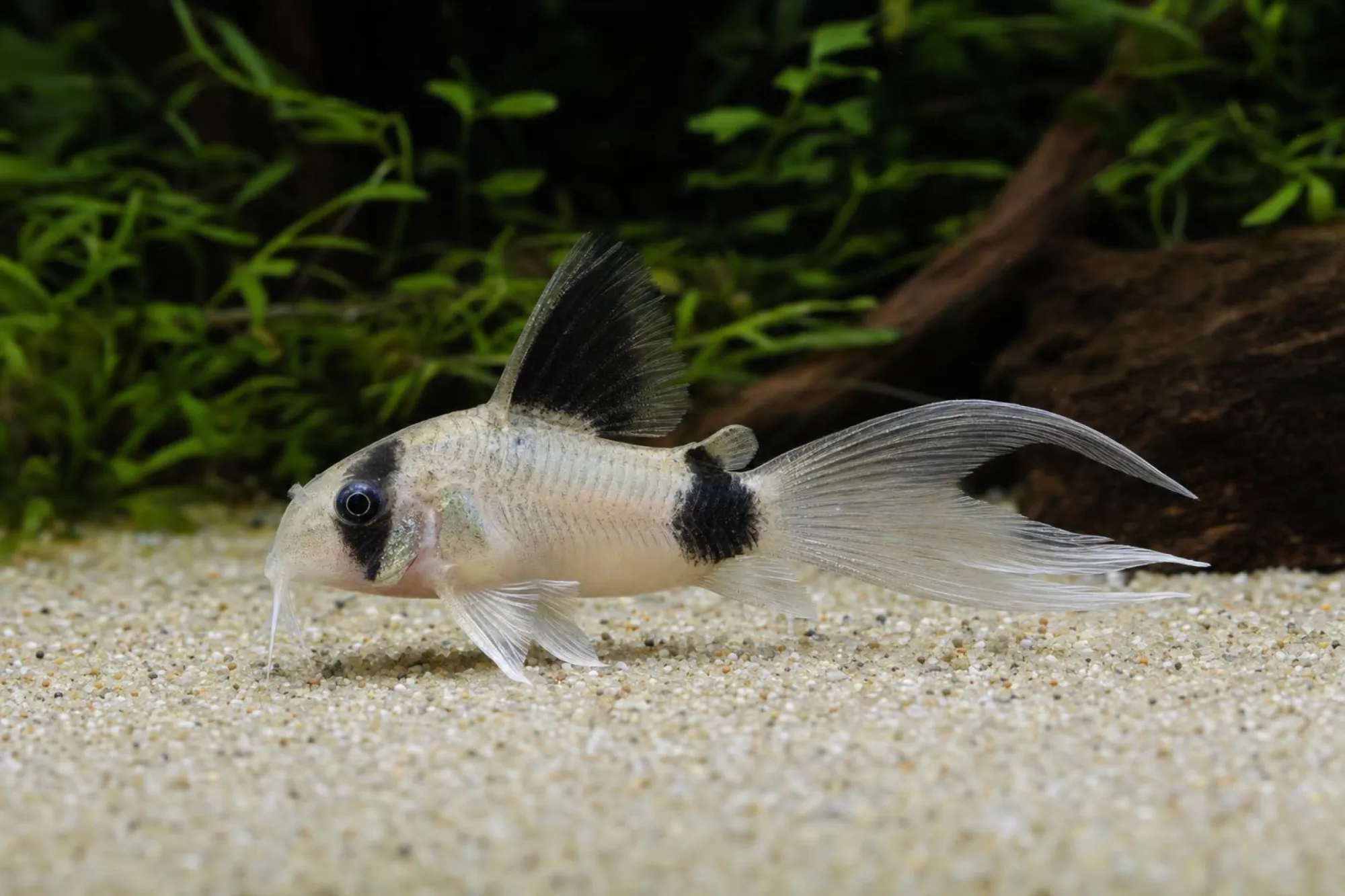 Long-Fin-Panda-Panzerwels, Corydoras panda