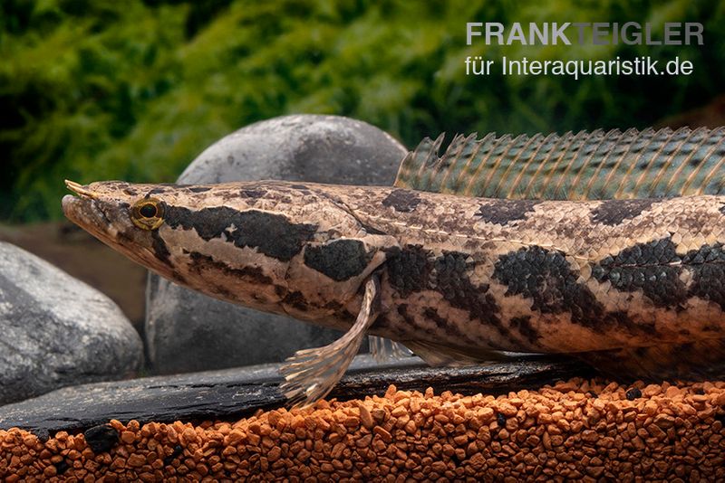 Afrikanischer Schlangenkopf, Channa obscura