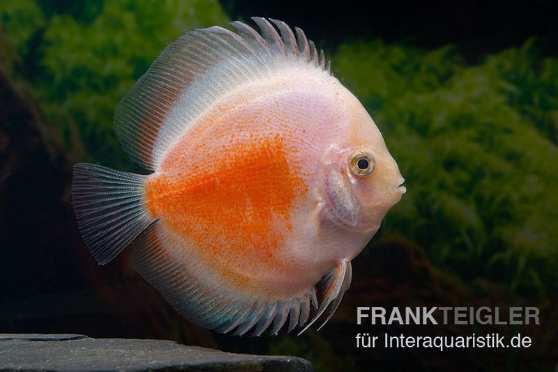 Diskusfisch ASIA-NZ, Symphysodon discus  Red White, 2 Zoll, 5-6 cm