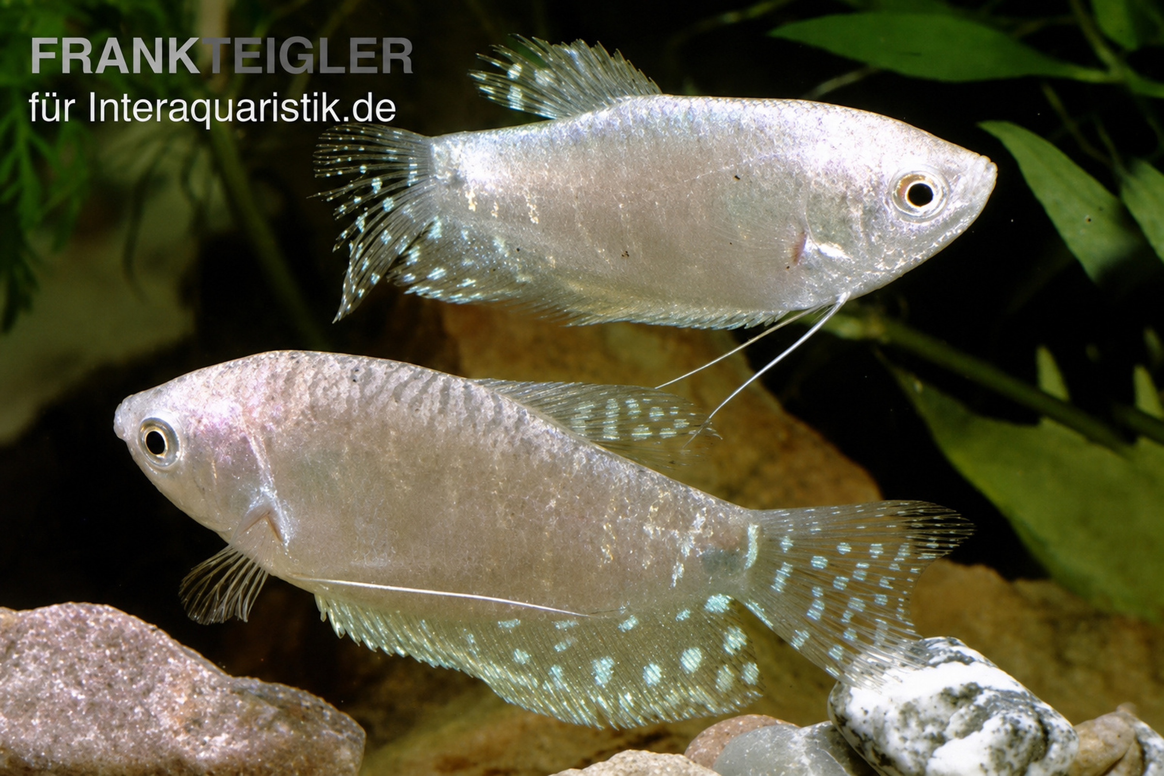 Zwei Lavendel-Fadenfische (Trichogaster trichopterus) mit langen Fadenflossen, silbrig-lavendelfarbenem Schuppenkleid und türkisfarbenen Punkten in dicht bepflanztem Aquarium – attraktiver, pflegeleichter und friedlicher Zierfisch für Aquaristik