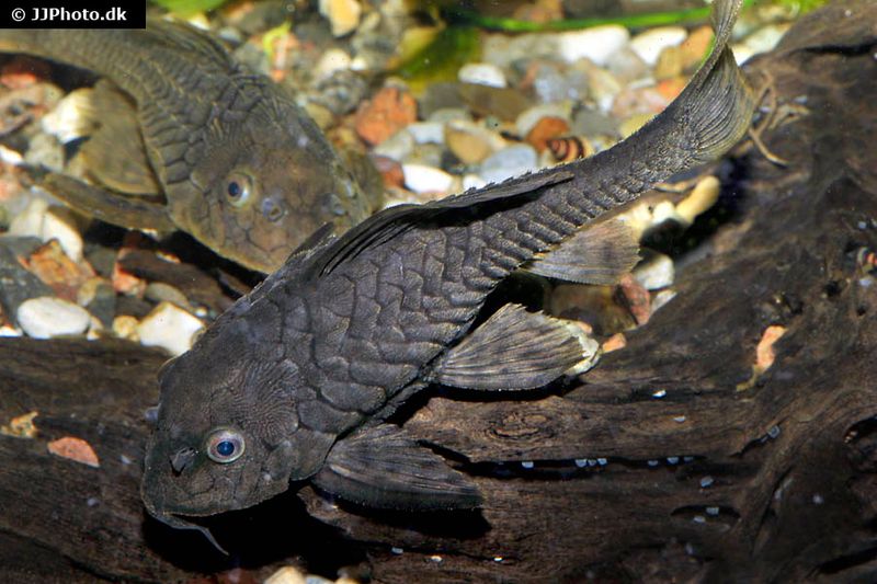 Wels L152 Orinoko-Tannenzapfenwels, Pseudorinelepis genibarbis