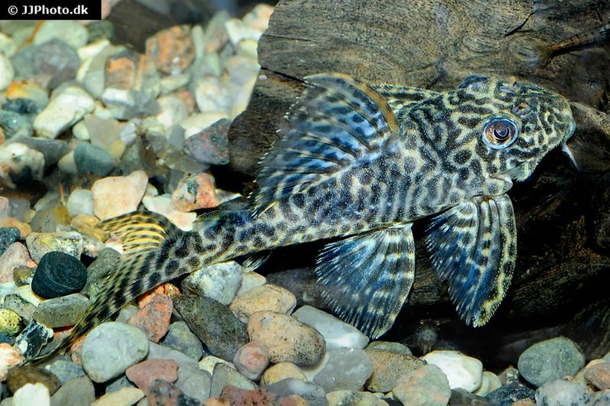 Monte-Dourado-Harnischwels L411, Hypancistrus sp.