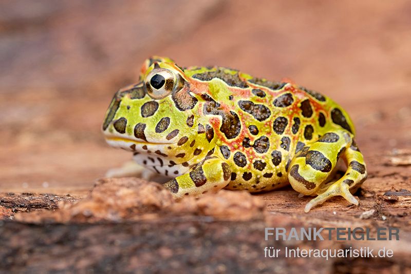 Argentinischer Schmuckhornfrosch (grün), Ceratophrys ornata