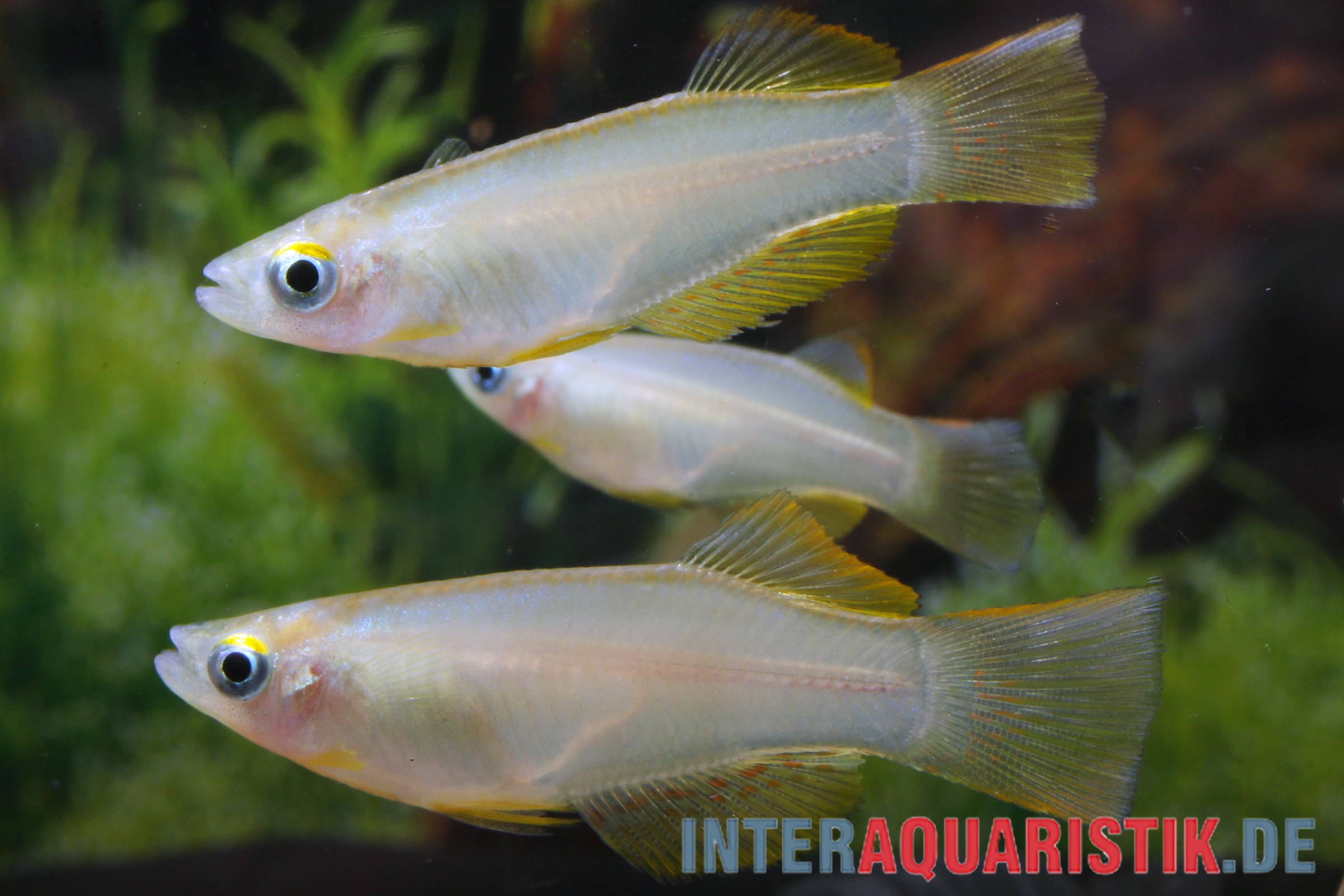 Variabler Leuchtaugenfisch, Procatopus similis