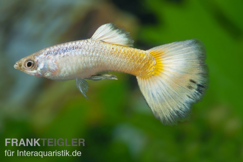 Guppy German Yellow, Poecilia reticulata, Männchen