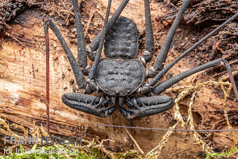 Geißelspinne, Phrynichus sp. Indonesien