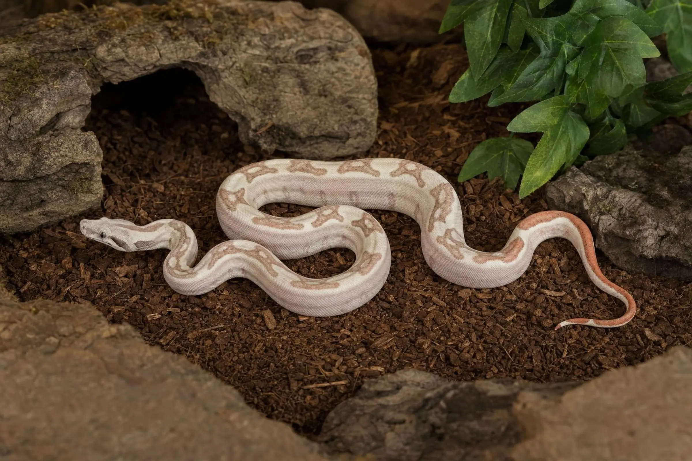 VPI-Labyrinth-Abgottschlange, Nachzucht 2025, Boa constrictor