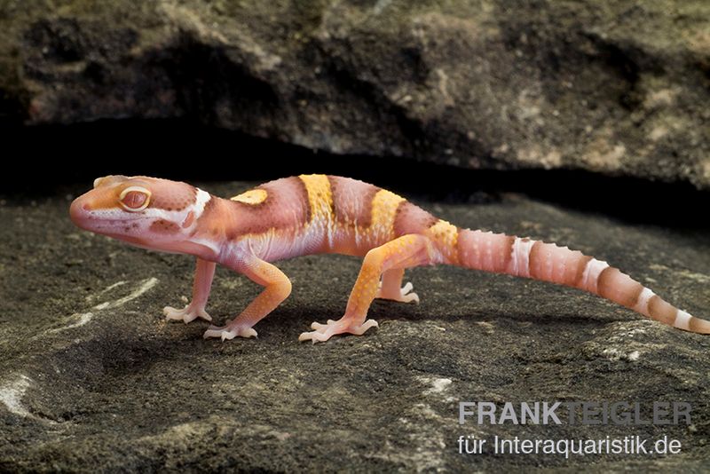 Leopardgecko, Eublepharis macularius, PASTEL TREMPER ALBINO