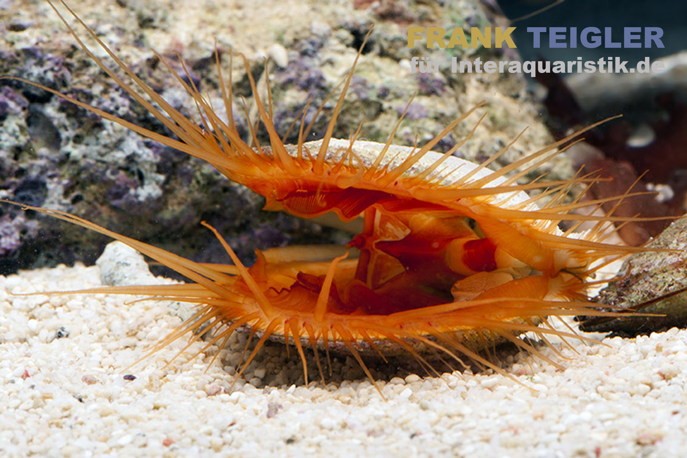 Orange Raue Feilenmuschel (Ctenoides scaber) / Fliegende Jakobsmuschel Promantellum vigens im Meerwasseraquarium auf Sand, offene Schale mit auffälligen tentakelartigen Fortsätzen, Indopazifische Herkunft, geeignet für Gesellschaftsaquarien