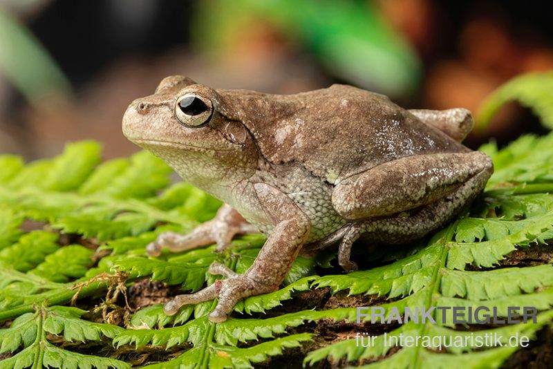 Kiefernwald-Laubfrosch, Hyla femoralis