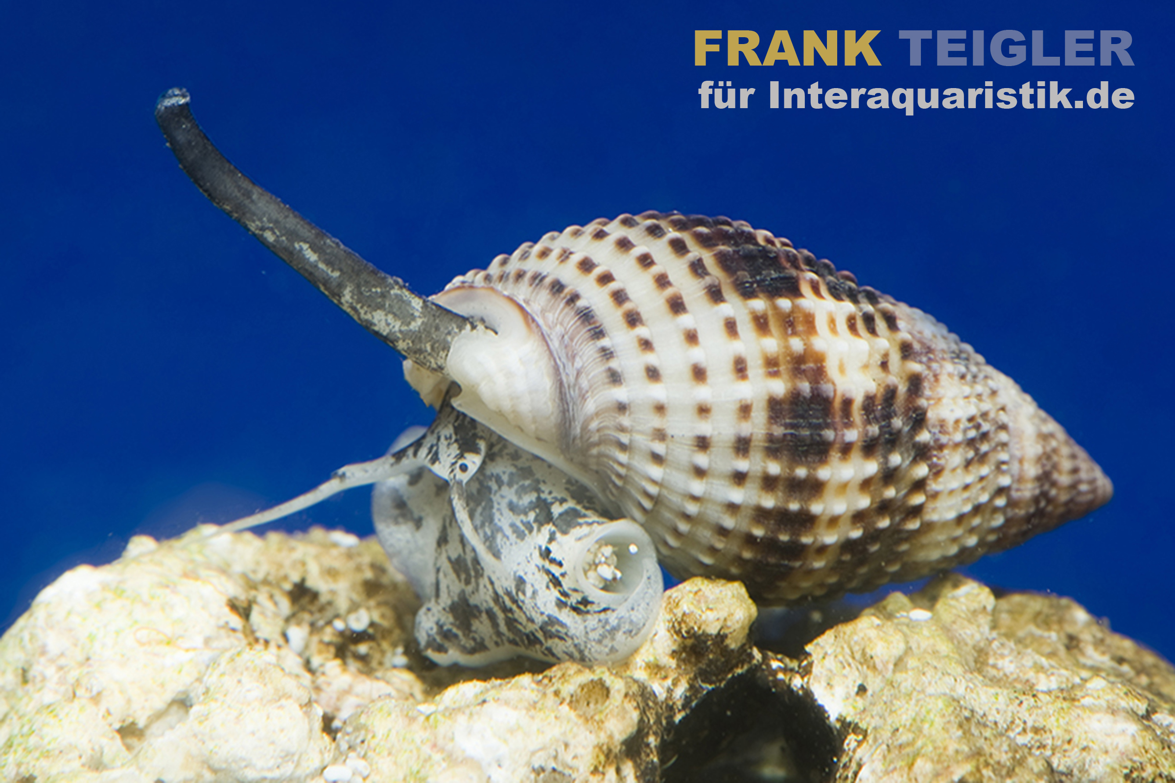 Meeresschnecke auf Felsen mit spiraliger, braun-weiß gemusterter Schale vor blauem Hintergrund