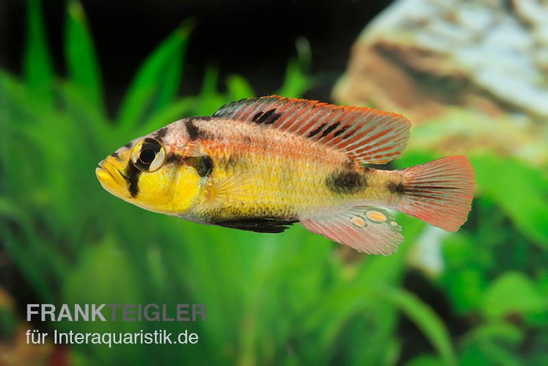 Papyrus-Maulbrüter, Astatotilapia aeneocolor Yellow Belly, DNZ