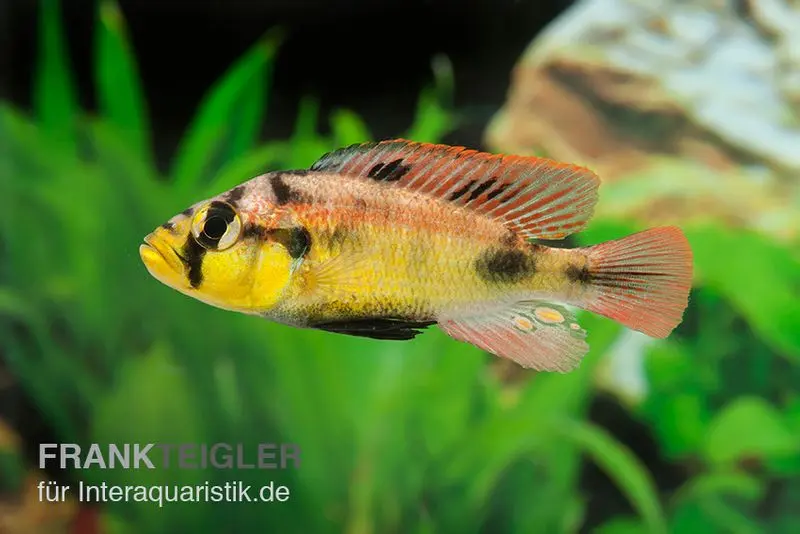 Papyrus-Maulbrüter, Astatotilapia aeneocolor Yellow Belly