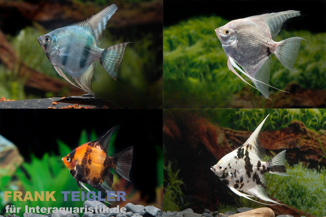 Skalar Mix, Pterophyllum scalare, Größe XL, 7-9 cm
