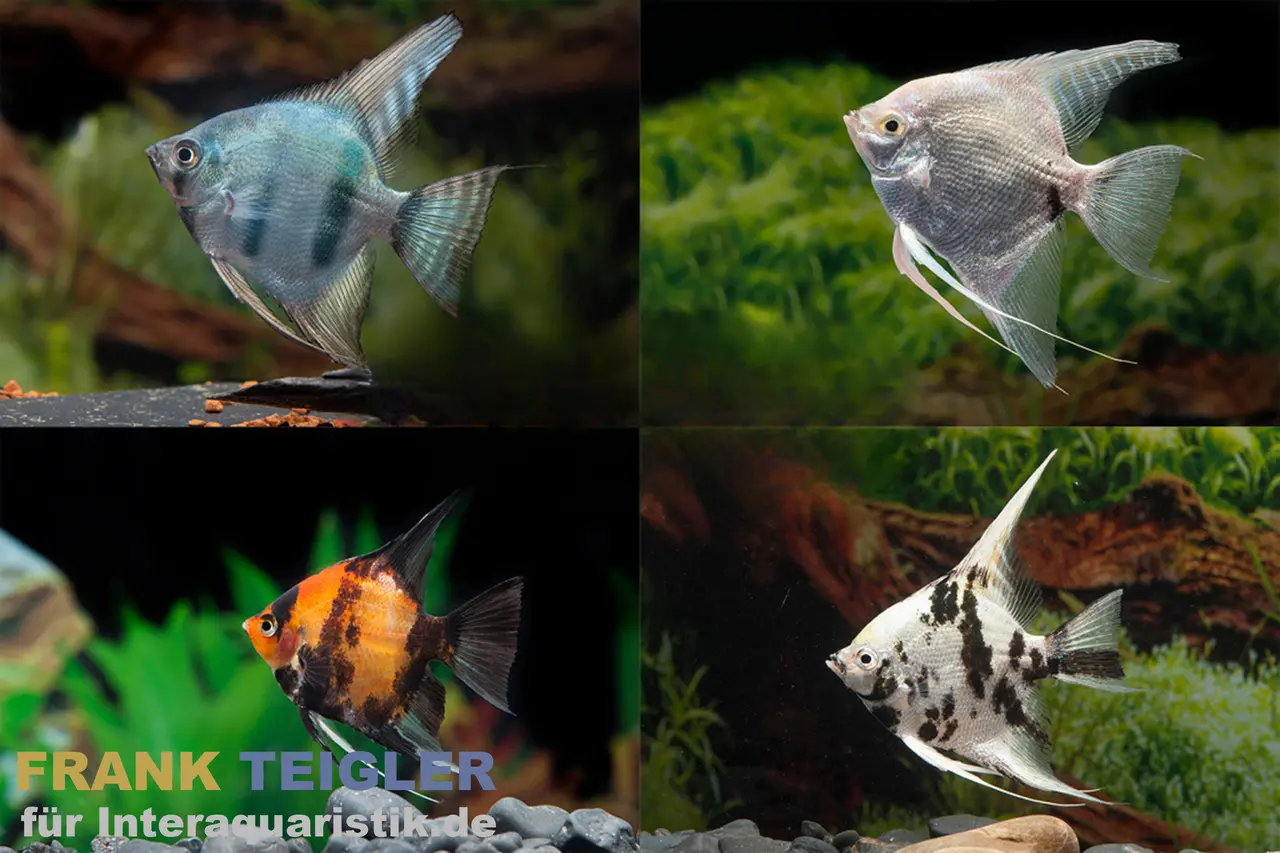 Skalar Mix, Pterophyllum scalare, Größe XL, 7-9 cm