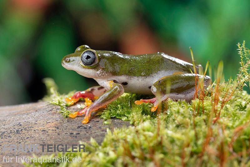 Afrikanischer Riedfrosch, Hyperolius concolor